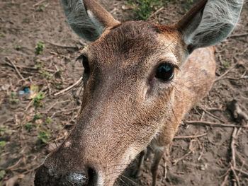 Close-up portrait of deer