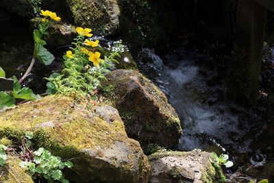 Close-up of waterfall in forest