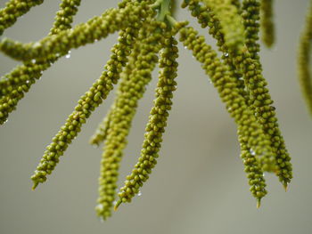 Close-up of fern on plant