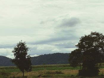 Trees on field against sky