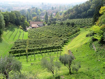 Scenic view of vineyard by town