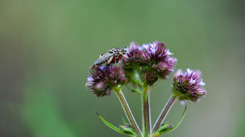 Close-up of insect on purple flower