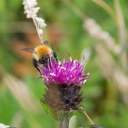 Close-up of honey bee on thistle