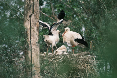 Birds perching on a tree