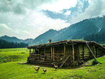 Chickens walking on grassy field at farm against cloudy sky