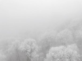 Trees against sky