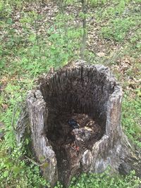 High angle view of tree stump in forest
