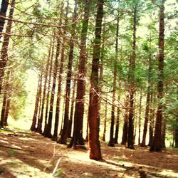 View of bamboo trees in forest