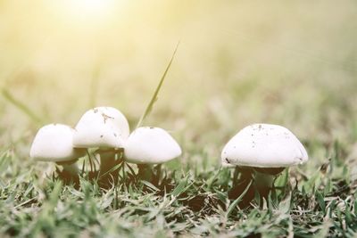 Close-up of mushroom growing on field