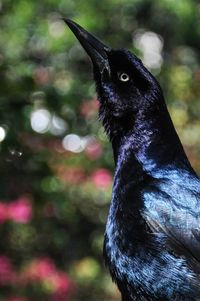 Close-up of an animal looking away