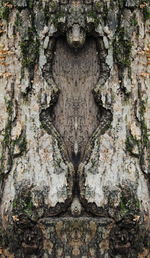 Full frame shot of tree trunk