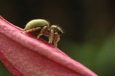 Close-up of spider on leaf