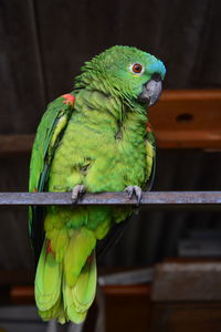 Close-up of parrot perching on wood