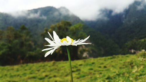 Close-up of yellow flower on field