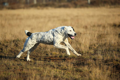 Dog running in a field