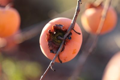 Close-up of orange fruit on tree