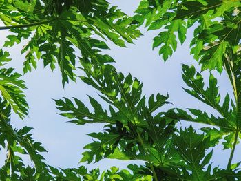 Low angle view of tree against sky