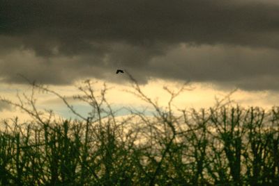 Scenic view of field against cloudy sky