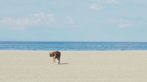 Dog on beach against sky