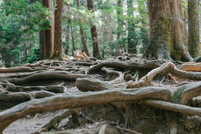 Close-up of tree trunk in forest