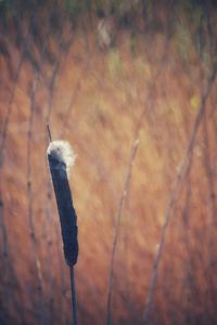 Close-up of leaf on wood during autumn