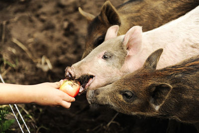 Child feeding piglets