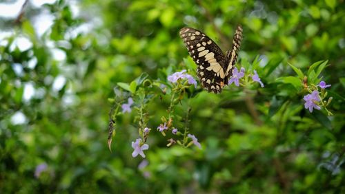 Close-up of butterfly perching on flower