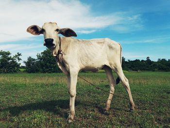 Cow standing on field against sky