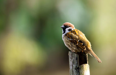 Close-up of sparrow perching on wooden post