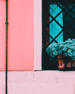 Close-up of potted plant on window of building