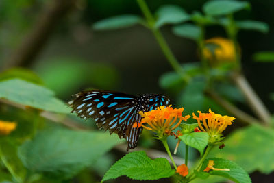 Close-up of butterfly pollinating on flower