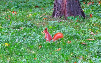 View of a bird on field