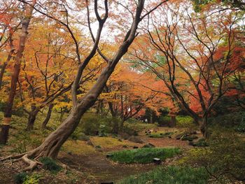 Trees in forest during autumn