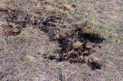 Full frame shot of dry grass on field