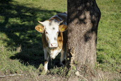 Portrait of a horse on field