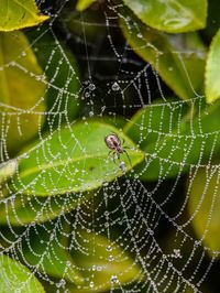 Close-up of spider and web against blurred background