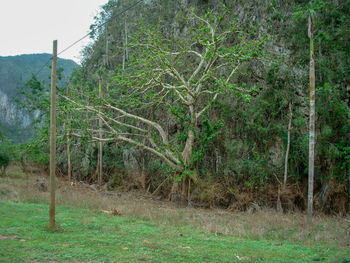 Trees on field in forest