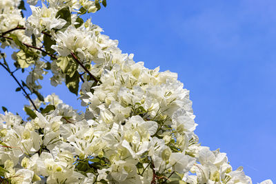 Low angle view of white flowering plant against blue sky