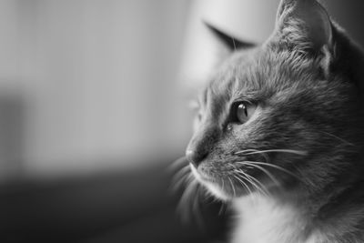 Close-up of cat looking away