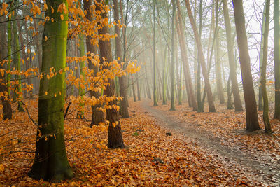 Path through the misty forest in the city of chelm, lubelskie, poland