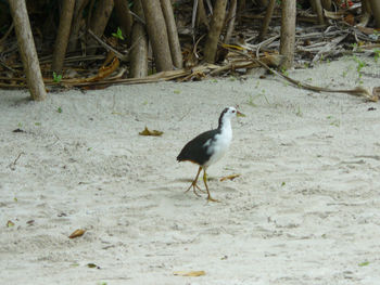 Bird in water