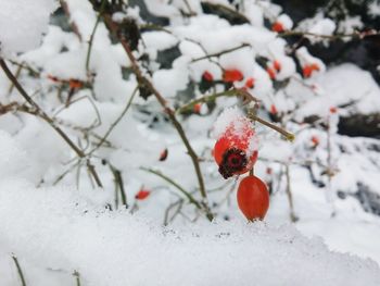 Close-up of frozen berries on tree