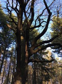 Low angle view of tree