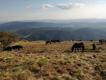 Horses grazing in a field