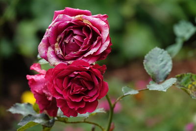 Close-up of red rose