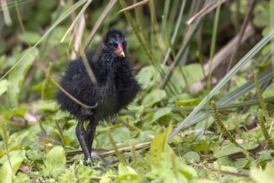 A moorhen chick trying to find its parents. photographed at slimbridge nature reserve 