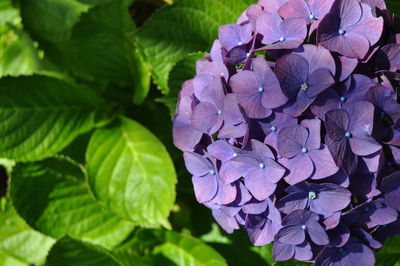 Close-up of purple flowers