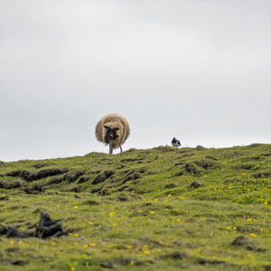 Low angle view of sheep standing on land against sky