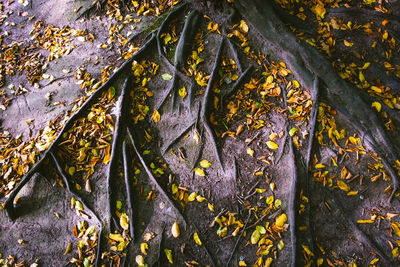 Close-up of yellow leaves on tree trunk