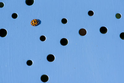 Close-up of yellow ladybug